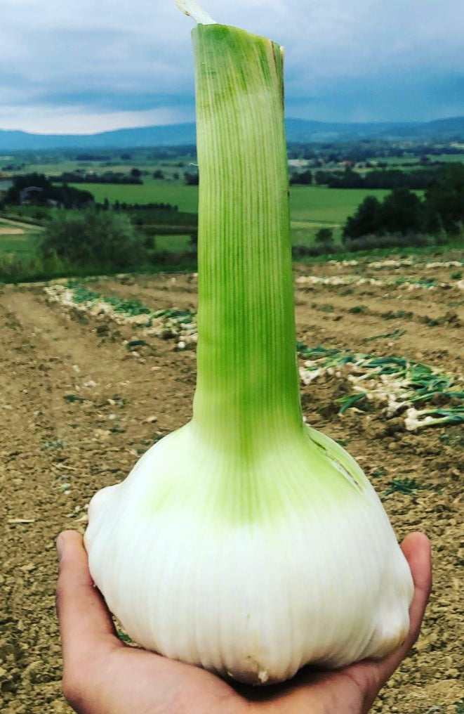 Aglione della Valdichiana DOP (Valdichiana's giant garlic)