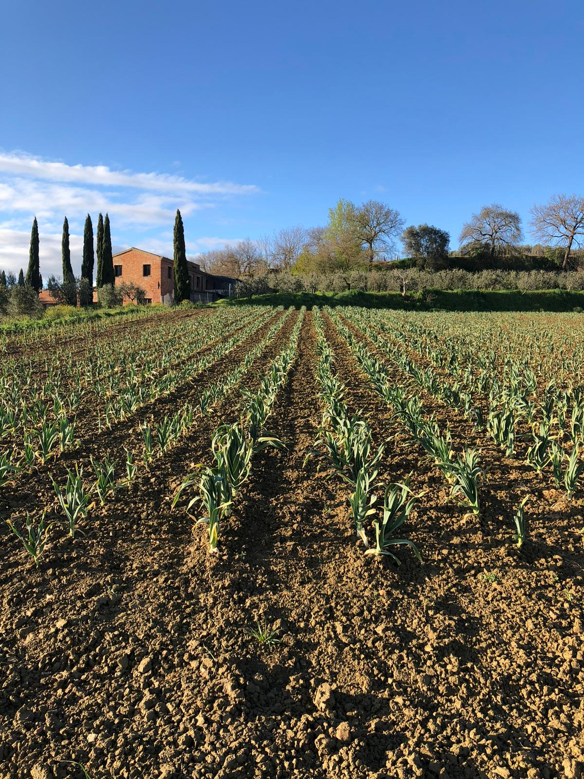 Aglione della Valdichiana DOP (Valdichiana's giant garlic)