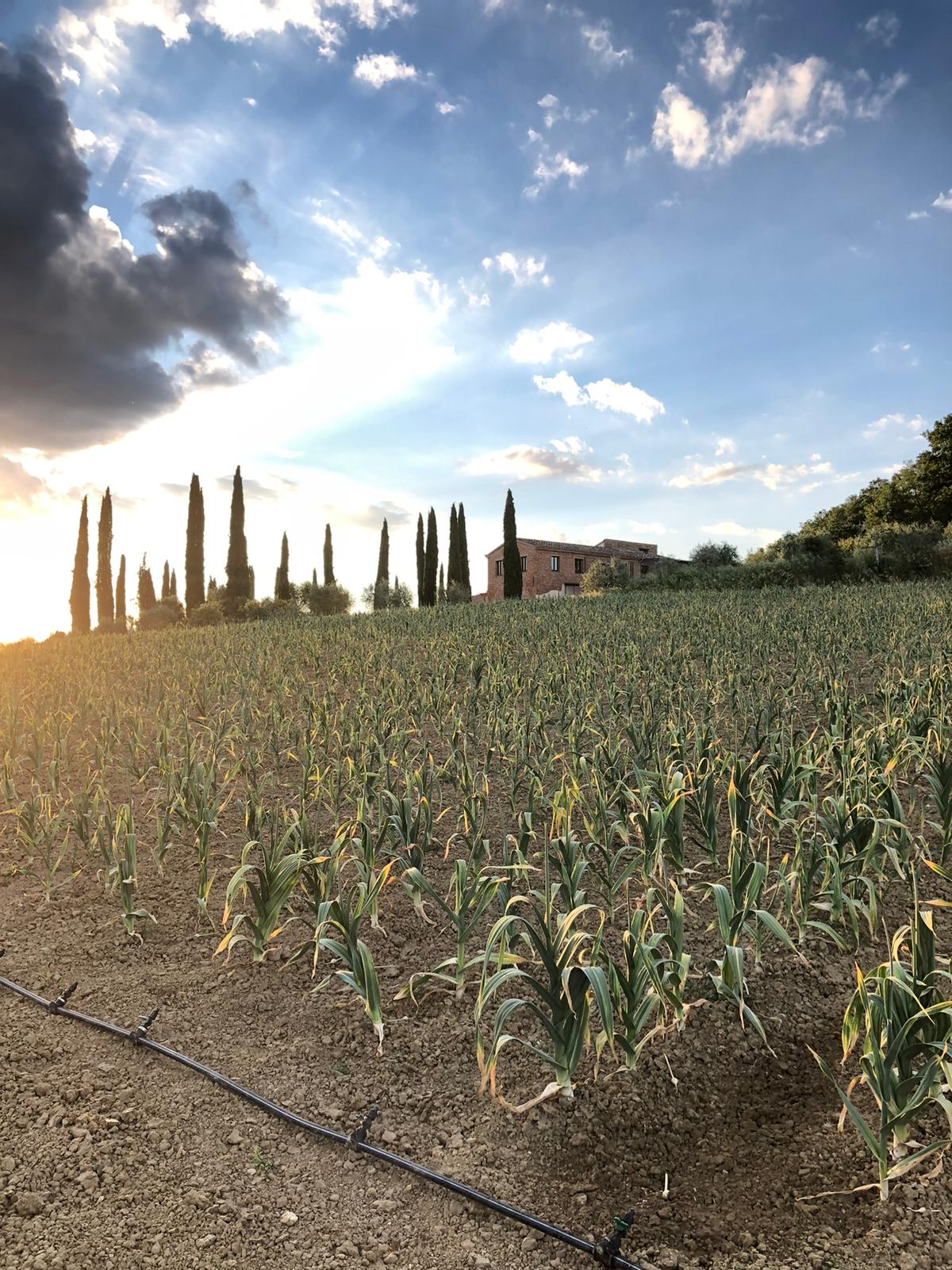 Aglione della Valdichiana DOP (Valdichiana's giant garlic)