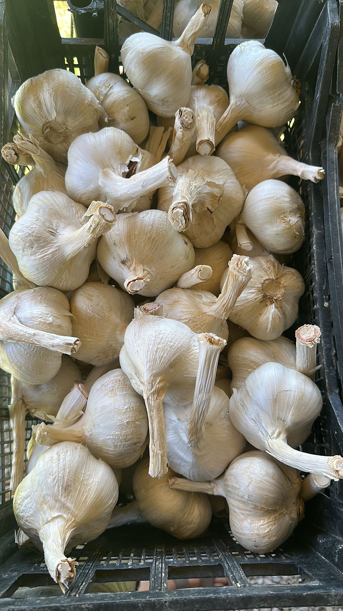 Aglione della Valdichiana DOP (Valdichiana's giant garlic)