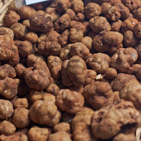 Bianchetto Truffle (Tuber Albidum Pico)