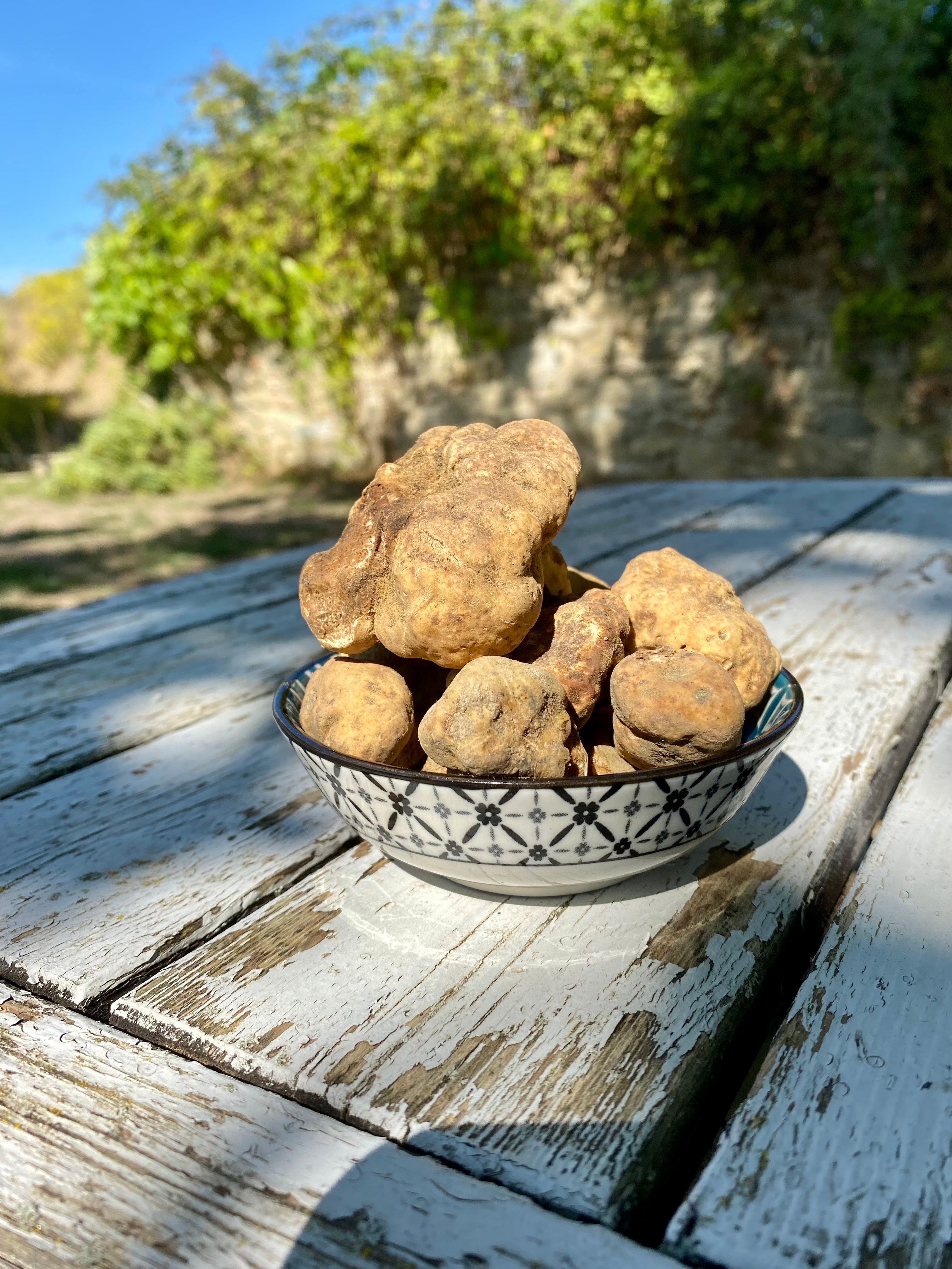 White Alba Truffle (Tuber Magnatum Pico) - Selva Tartufi