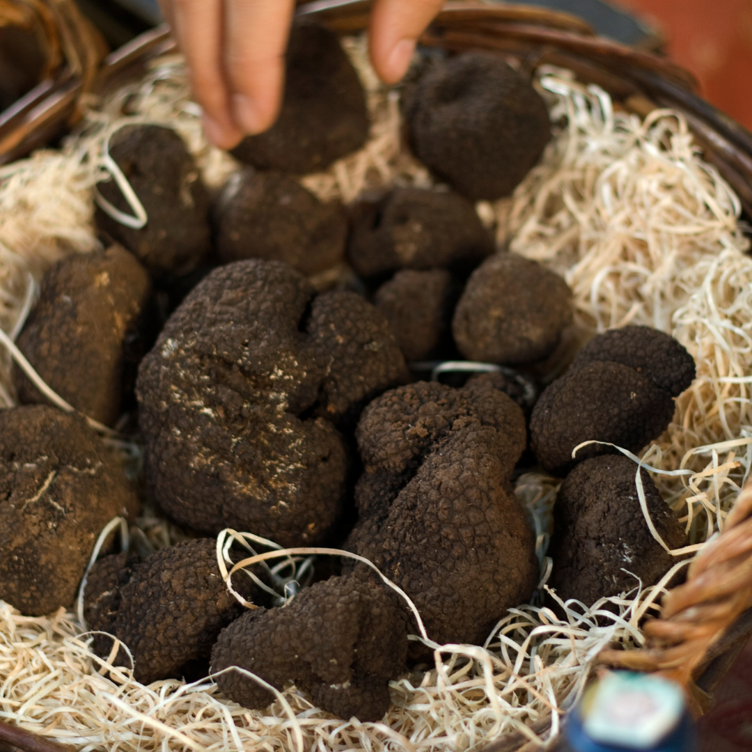 Tartufo Nero Perigord (Tuber Melanosporum Vitt) -BASSA STAGIONE- 